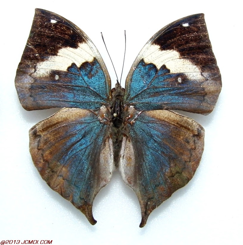 Kallima albofasciata (Andaman Islands)